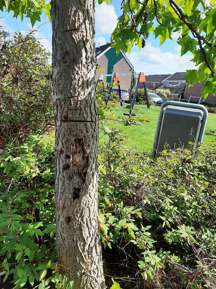Foto bij melding 5117518 · Openbaar groen