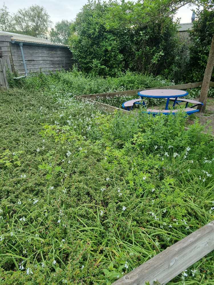 Foto bij melding 5085619 · Openbaar groen