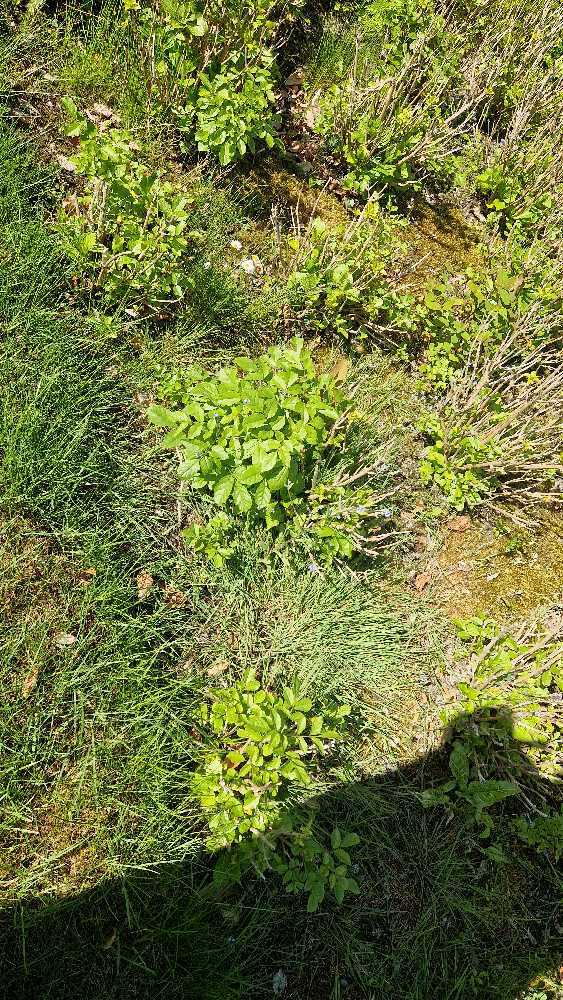Foto bij melding 5082765 · Openbaar groen