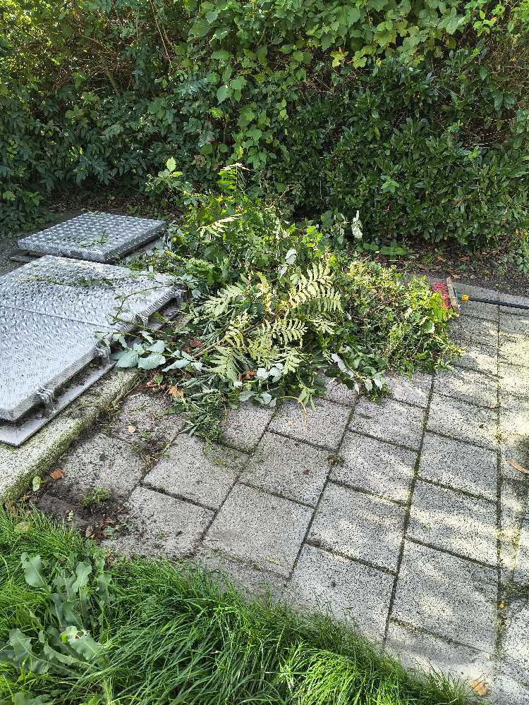 Foto bij melding 5579474 · Openbaar groen