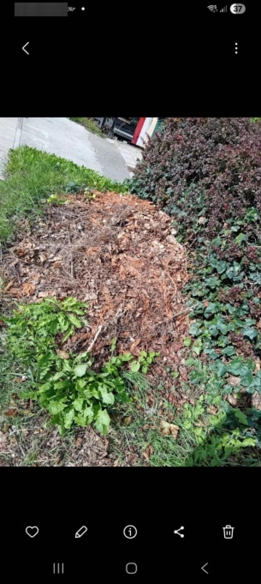 Foto bij melding 5591593 · Openbaar groen