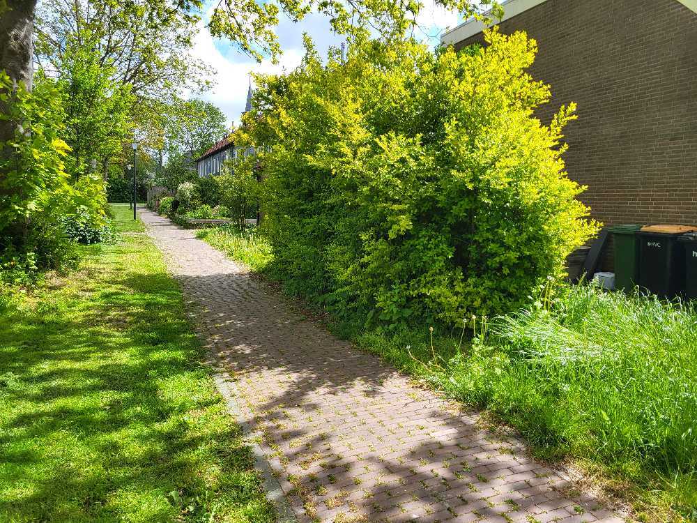 Foto bij melding 5095985 · Openbaar groen
