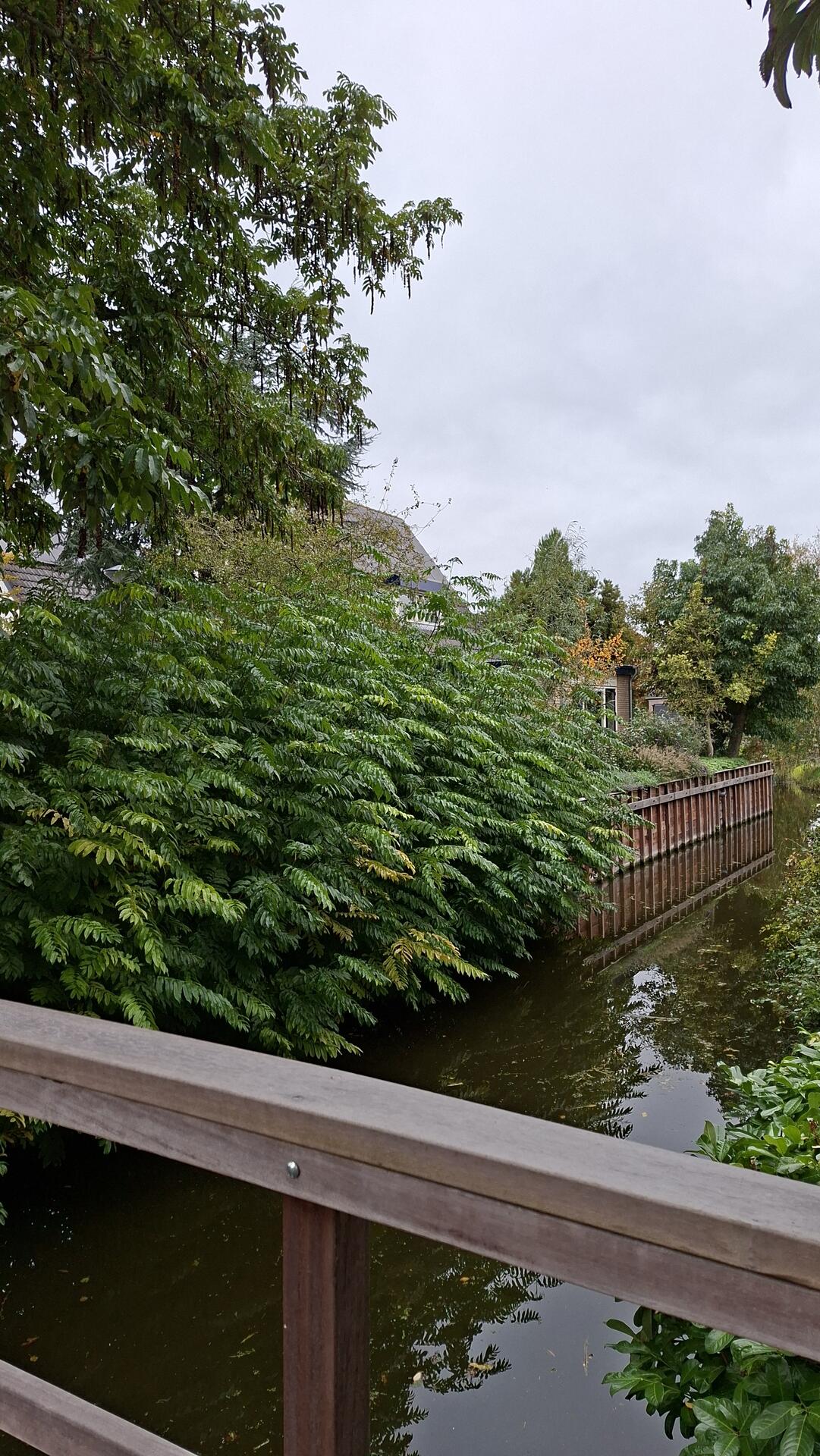 Foto bij melding 5714606 · Openbaar groen