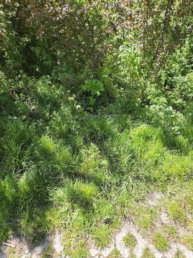 Foto bij melding 5082821 · Groenonderhoud