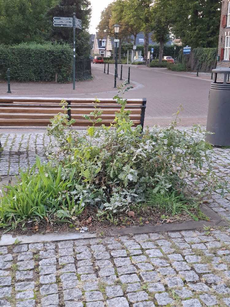 Foto bij melding 5567545 · Openbaar groen