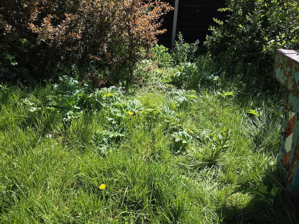Foto bij melding 5051743 · Groenonderhoud