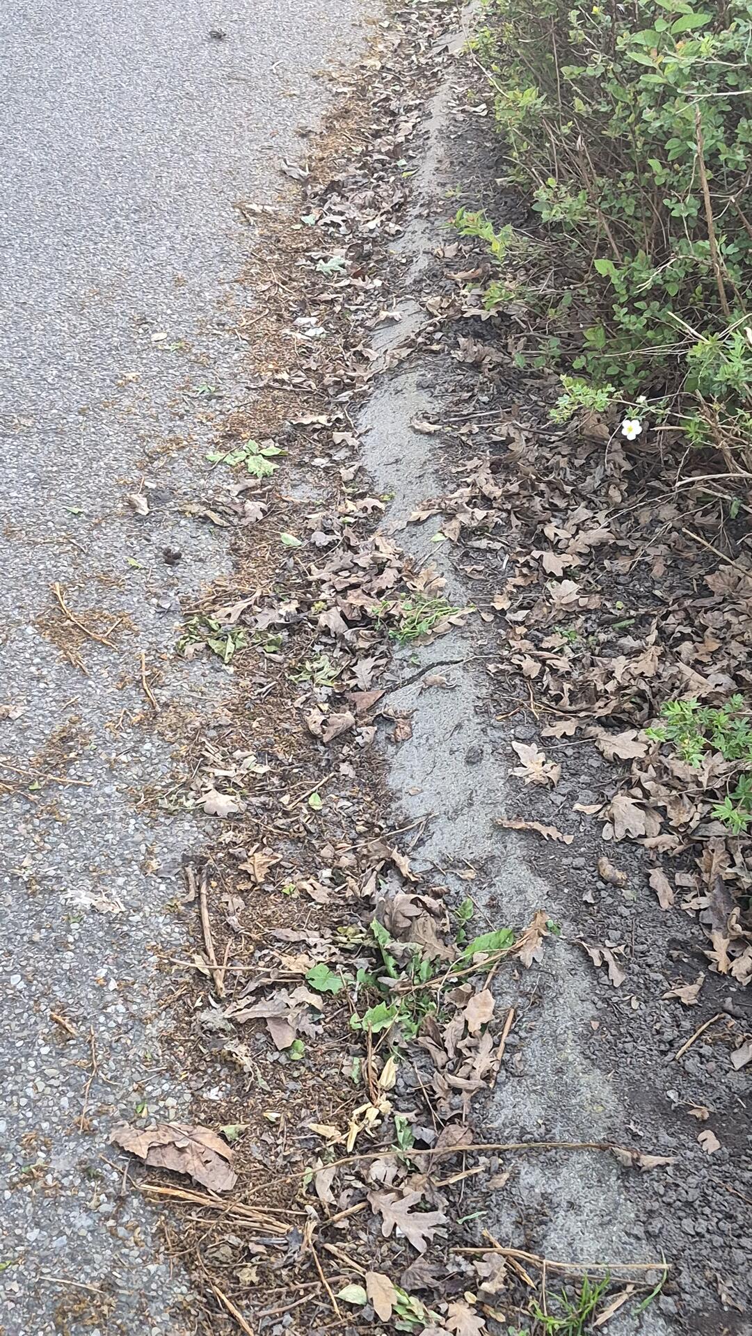 Foto bij melding 5129669 · Openbaar groen
