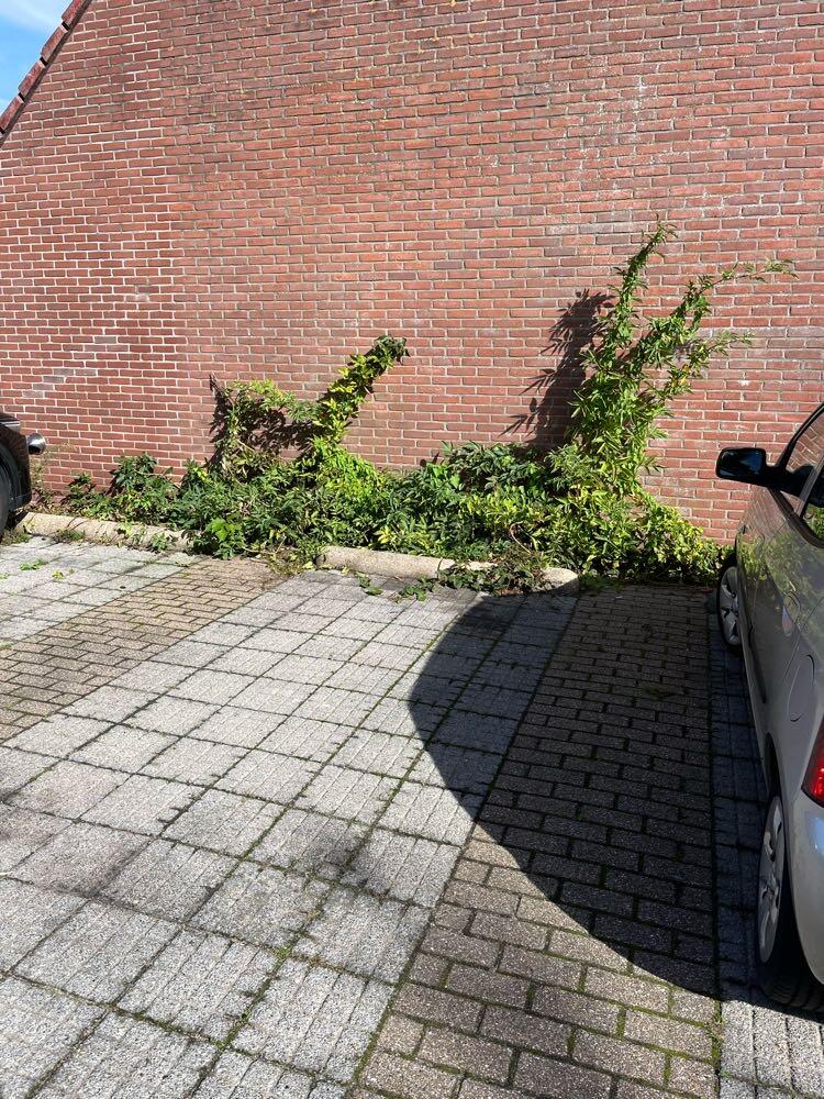 Foto bij melding 5675143 · Openbaar groen