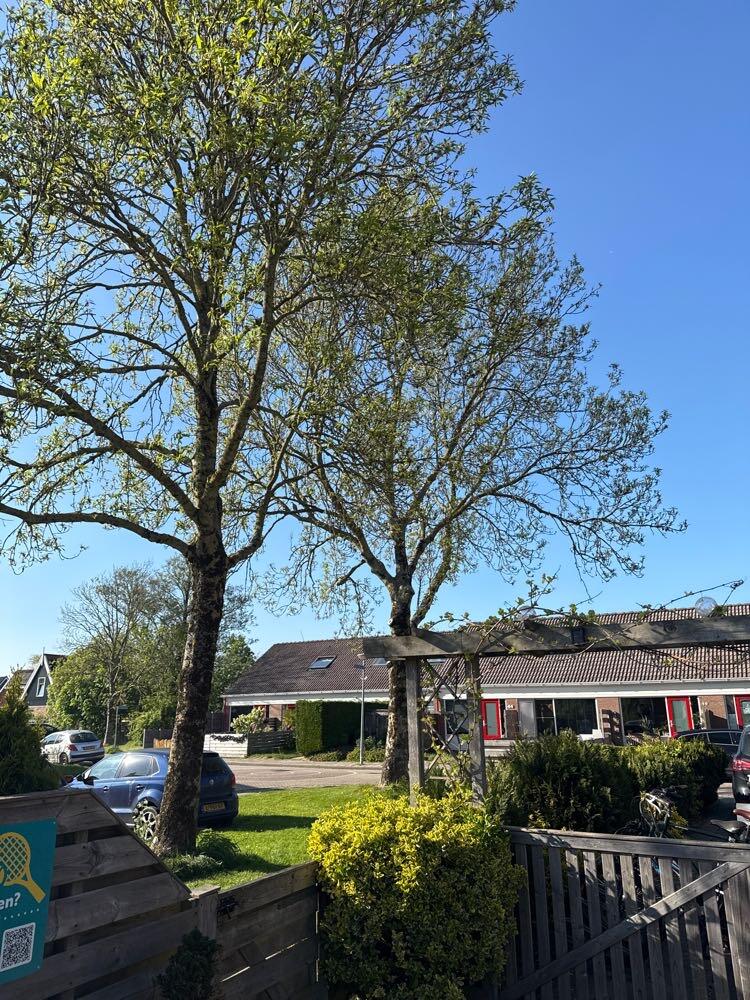 Foto bij melding 5066191 · Openbaar groen