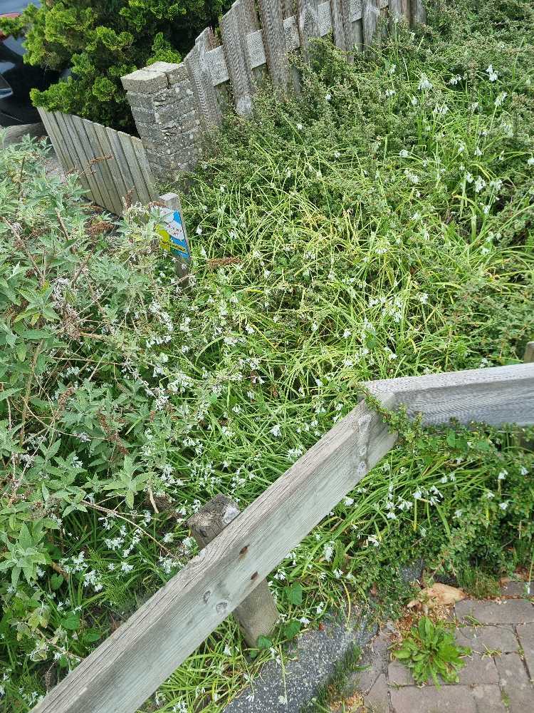 Foto bij melding 5085619 · Openbaar groen