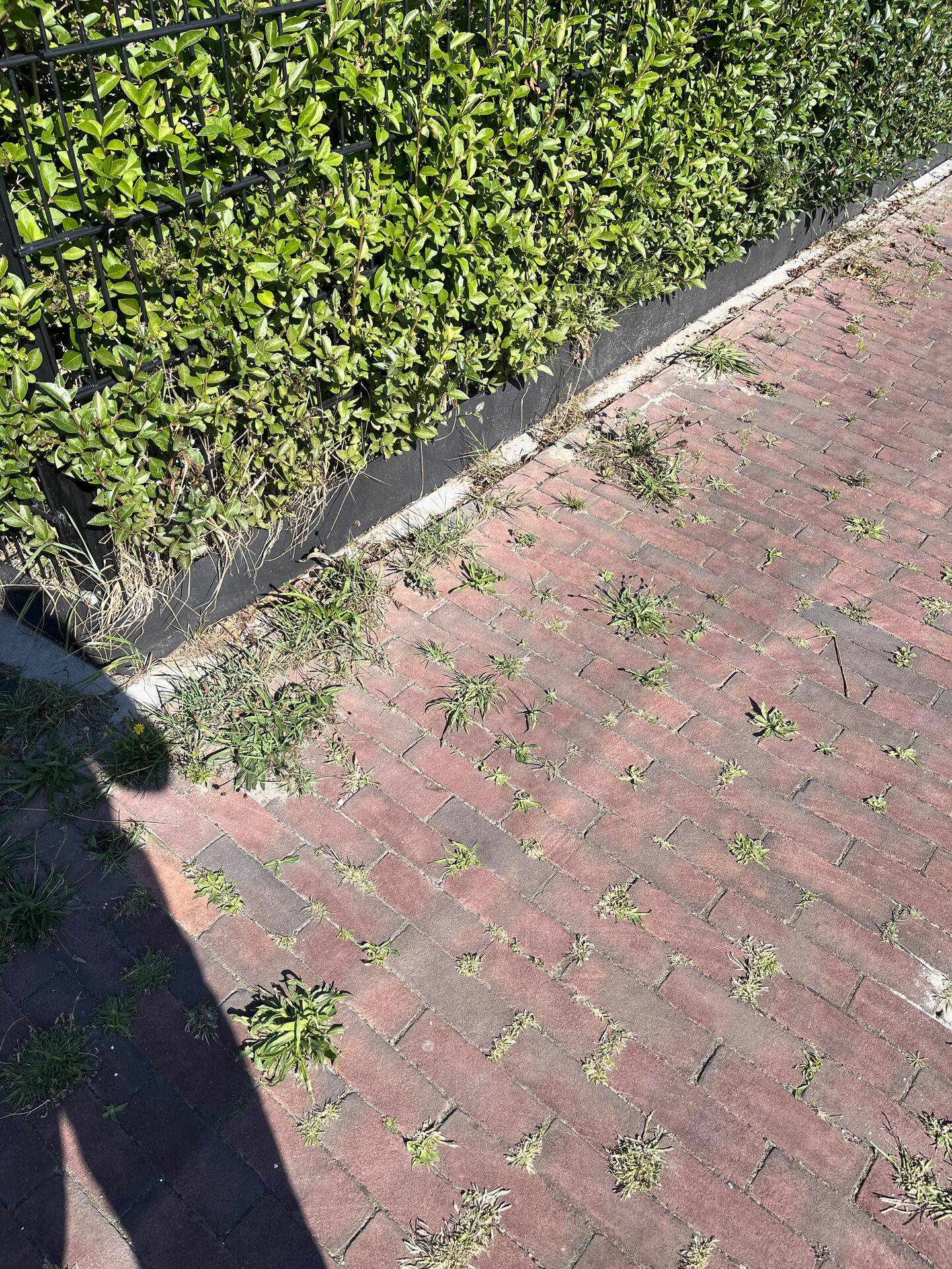 Foto bij melding 5507719 · Groenonderhoud