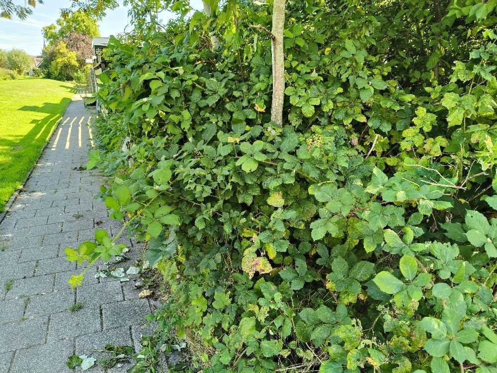Foto bij melding 5613402 · Openbaar groen