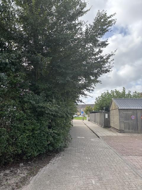 Foto bij melding 5601623 · Openbaar groen