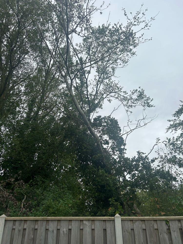 Foto bij melding 5594059 · Groenonderhoud