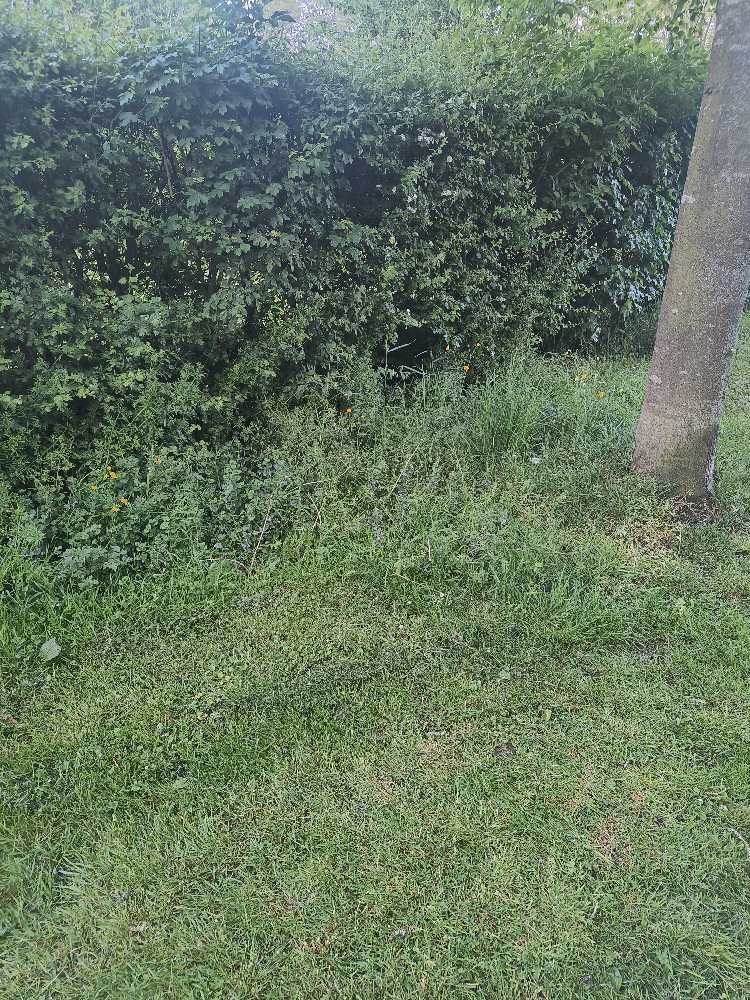 Foto bij melding 5104999 · Openbaar groen