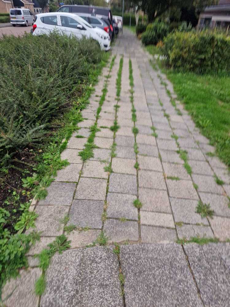 Foto bij melding 5543067 · Openbaar groen