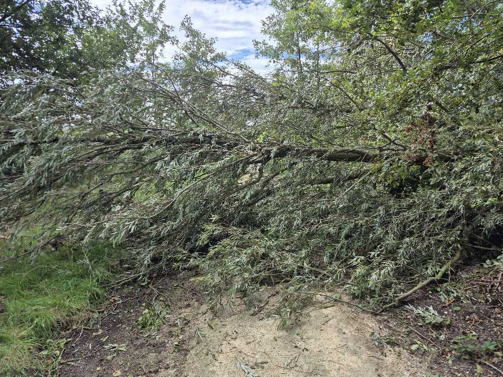 Foto bij melding 5546503 · Openbaar groen