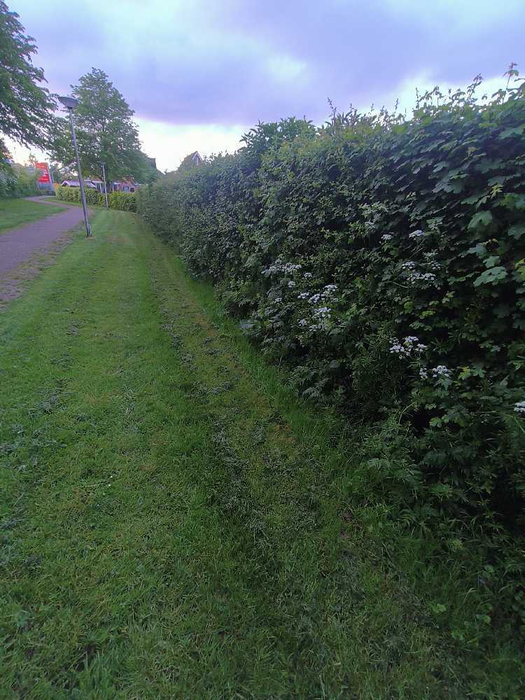 Foto bij melding 5104999 · Openbaar groen