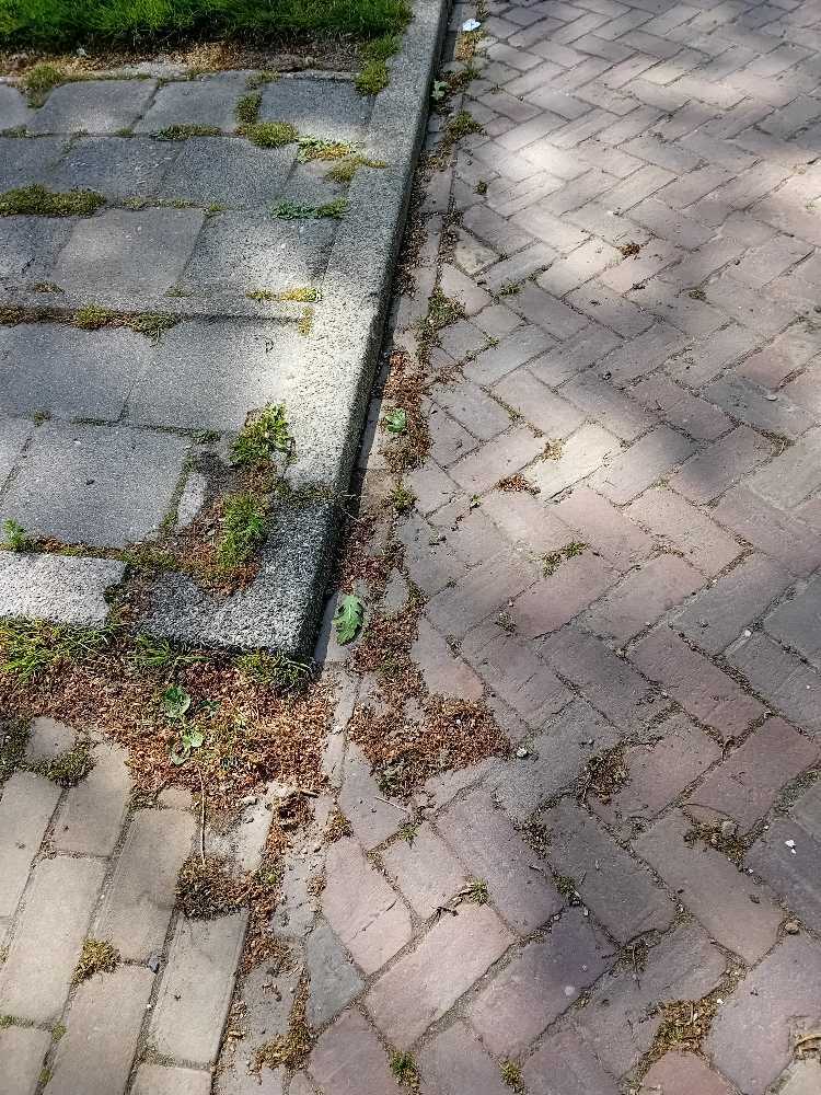 Foto bij melding 5097116 · Openbaar groen