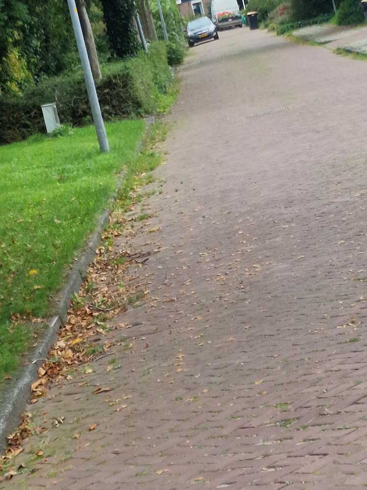 Foto bij melding 5606399 · Openbaar groen