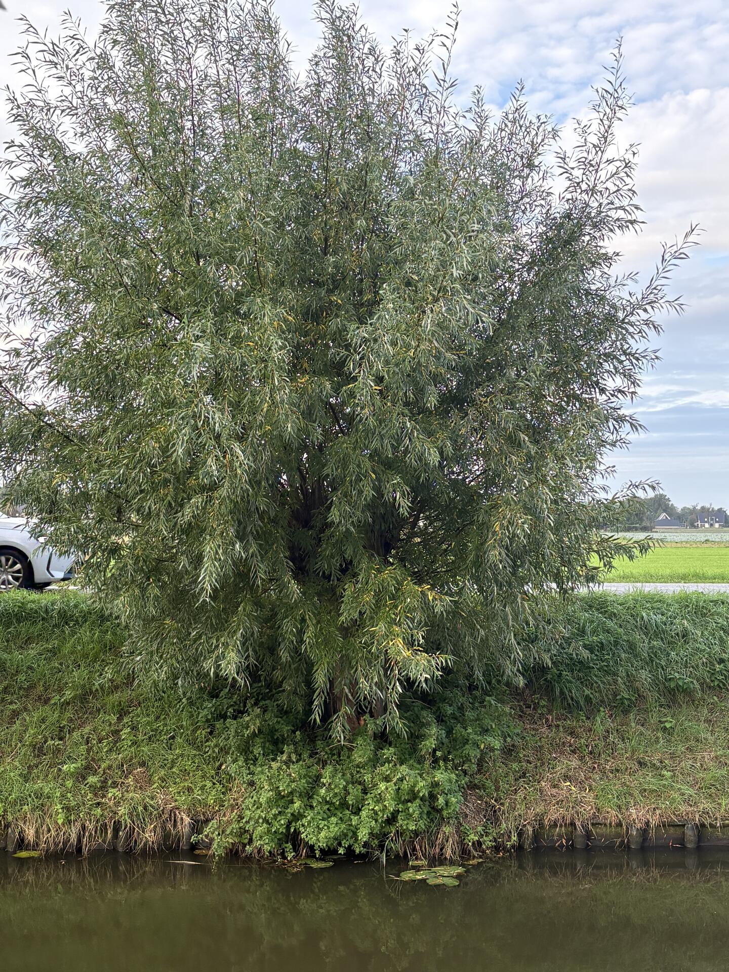 Foto bij melding 5641329 · Openbaar groen