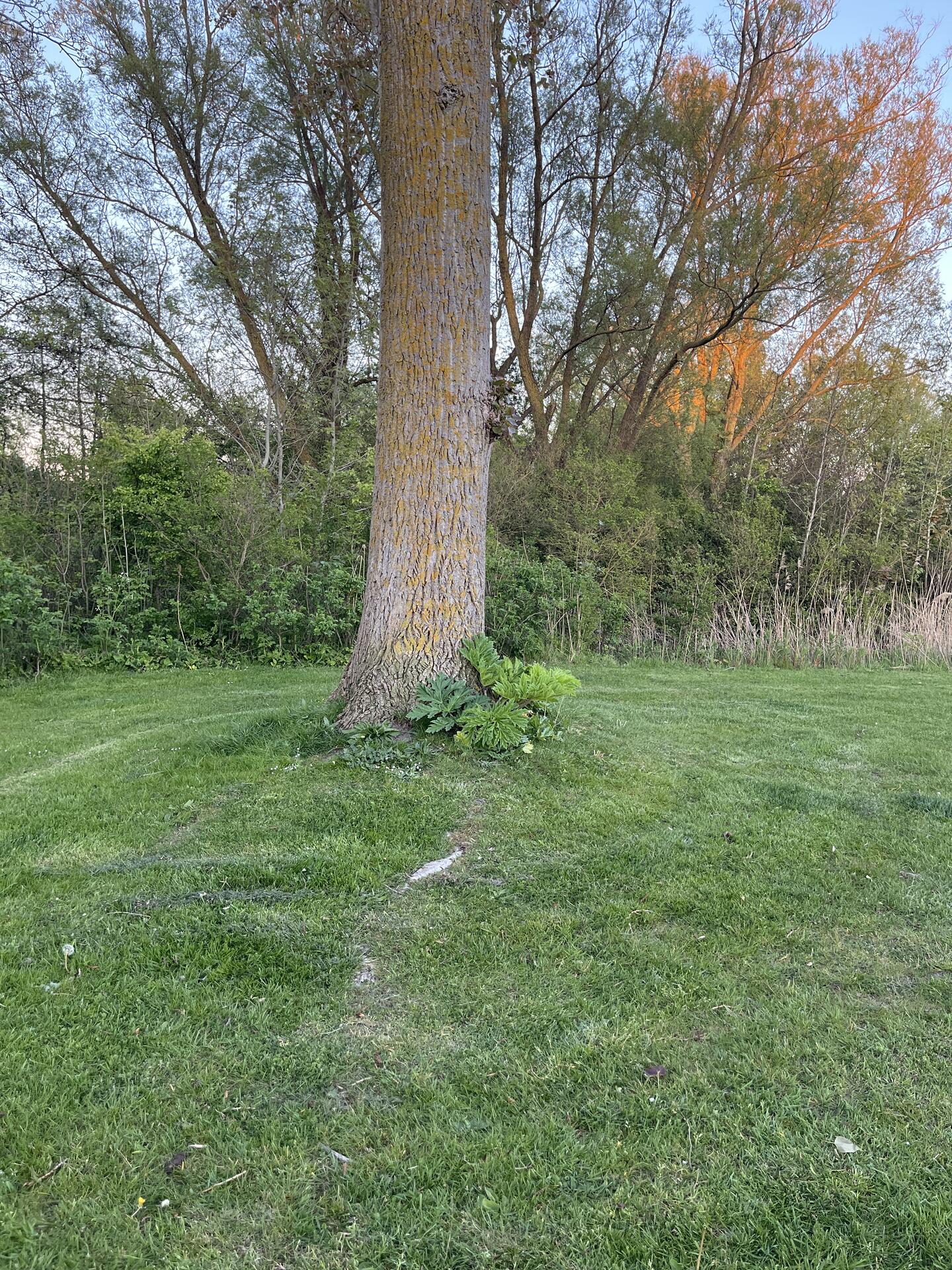 Foto bij melding 5060958 · Groenonderhoud