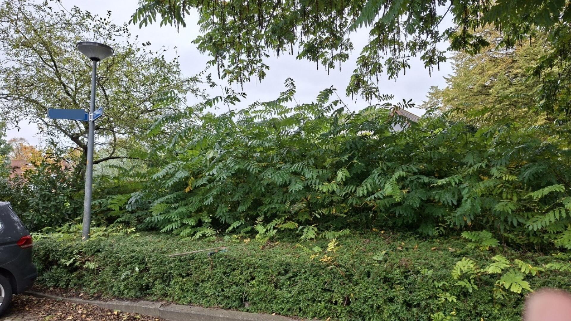 Foto bij melding 5714606 · Openbaar groen