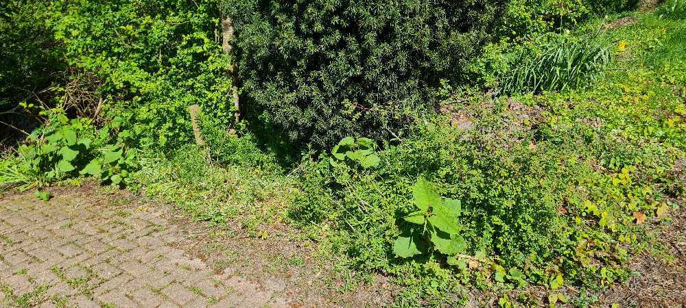 Foto bij melding 5036038 · Openbaar groen