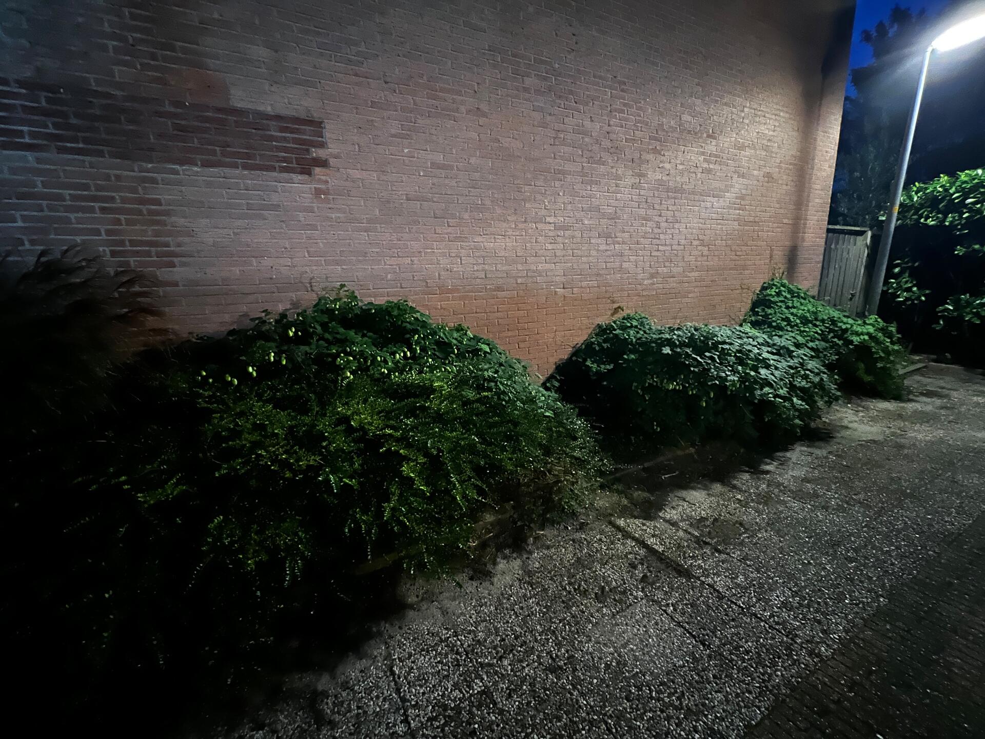 Foto bij melding 5677892 · Groenonderhoud