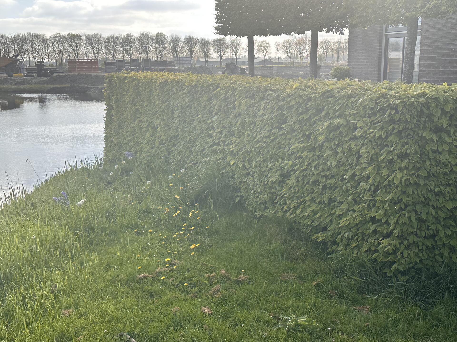 Foto bij melding 5051501 · Groen en bomen