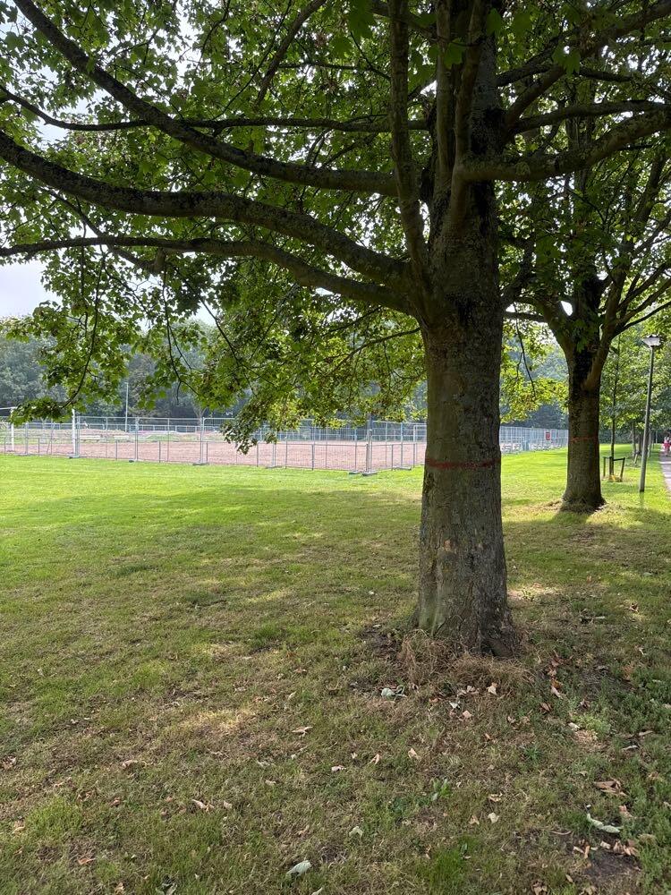 Foto bij melding 5512153 · Openbaar groen