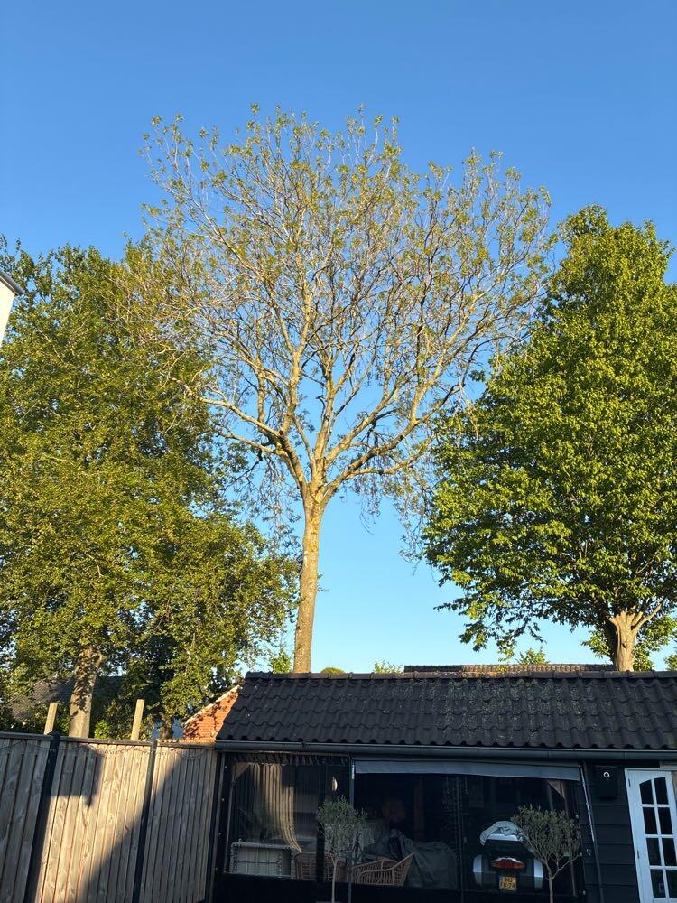 Foto bij melding 5088399 · Openbaar groen
