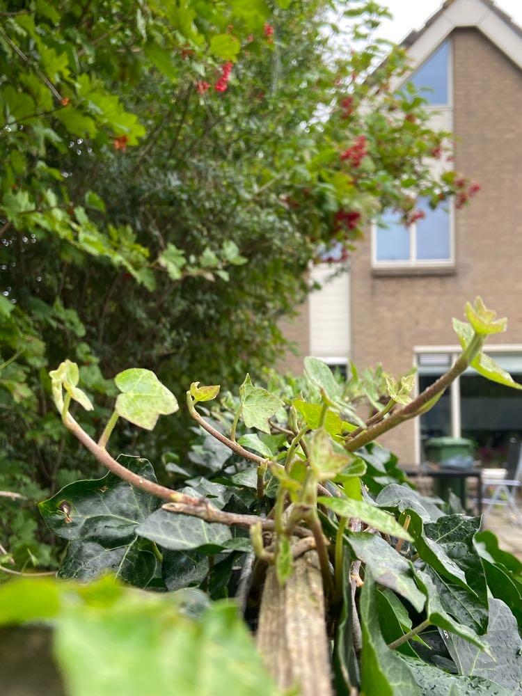 Foto bij melding 5609611 · Groenonderhoud
