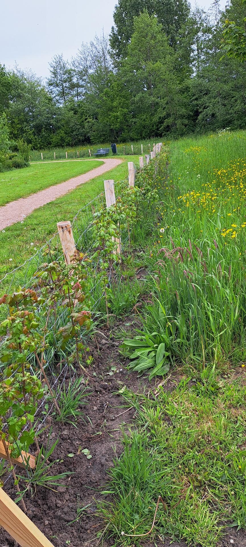 Foto bij melding 5120515 · Groen en bomen