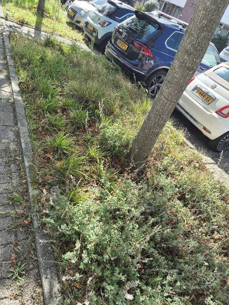 Foto bij melding 5594090 · Groenonderhoud
