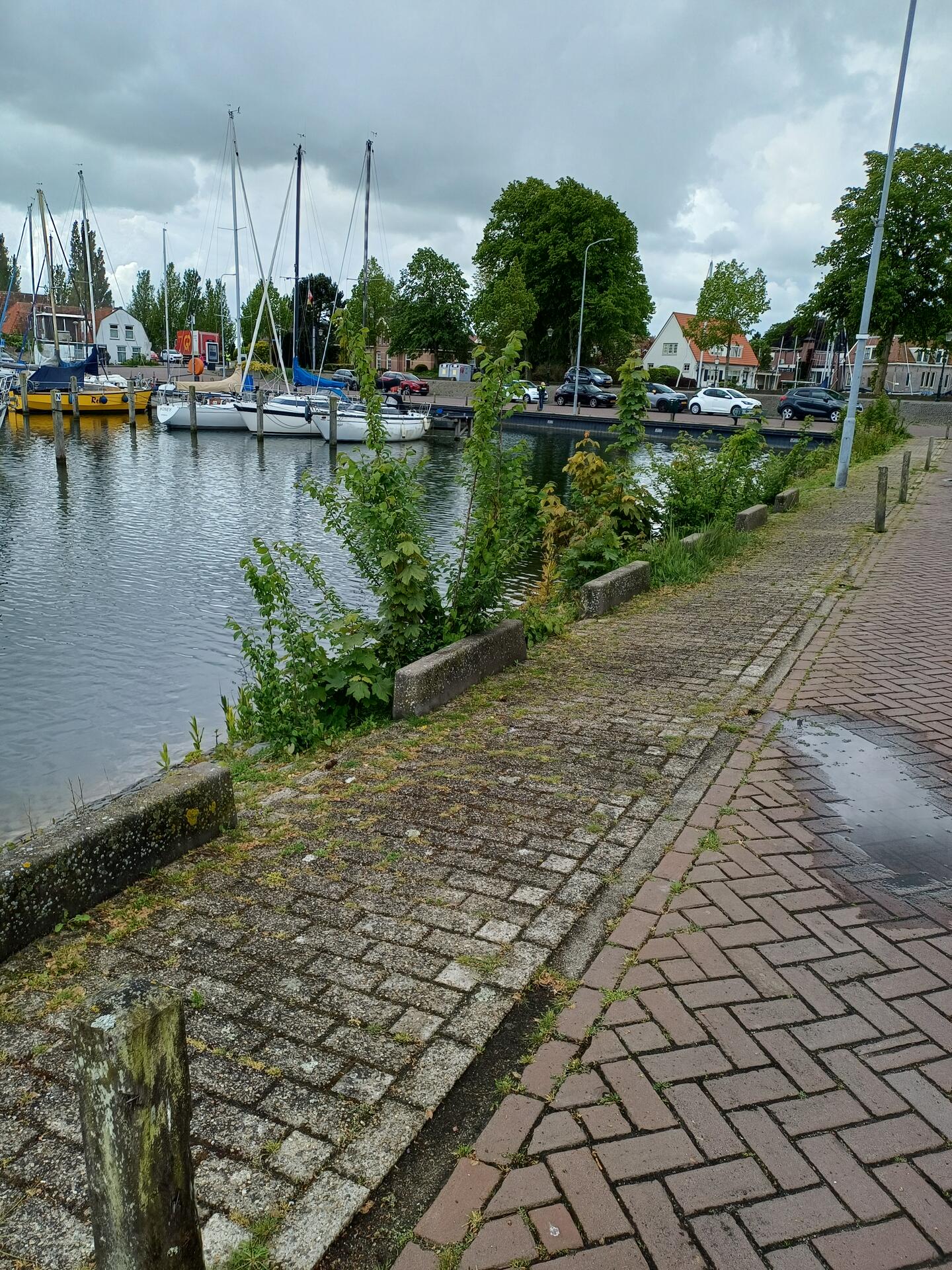 Foto bij melding 5102656 · Groen en bomen