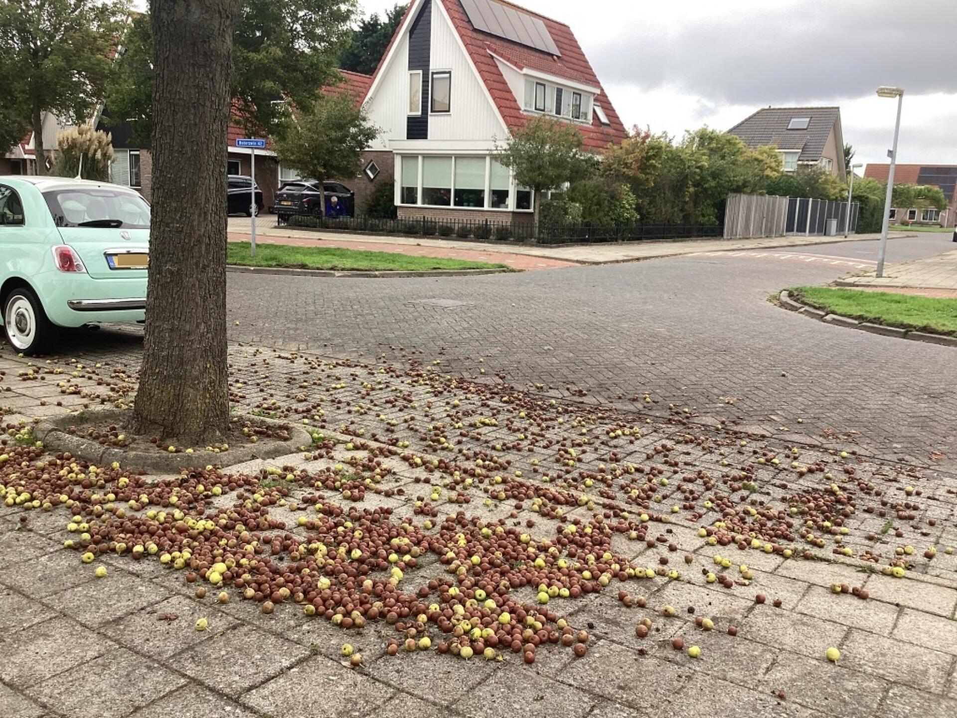 Foto bij melding 5587527 · Groenonderhoud
