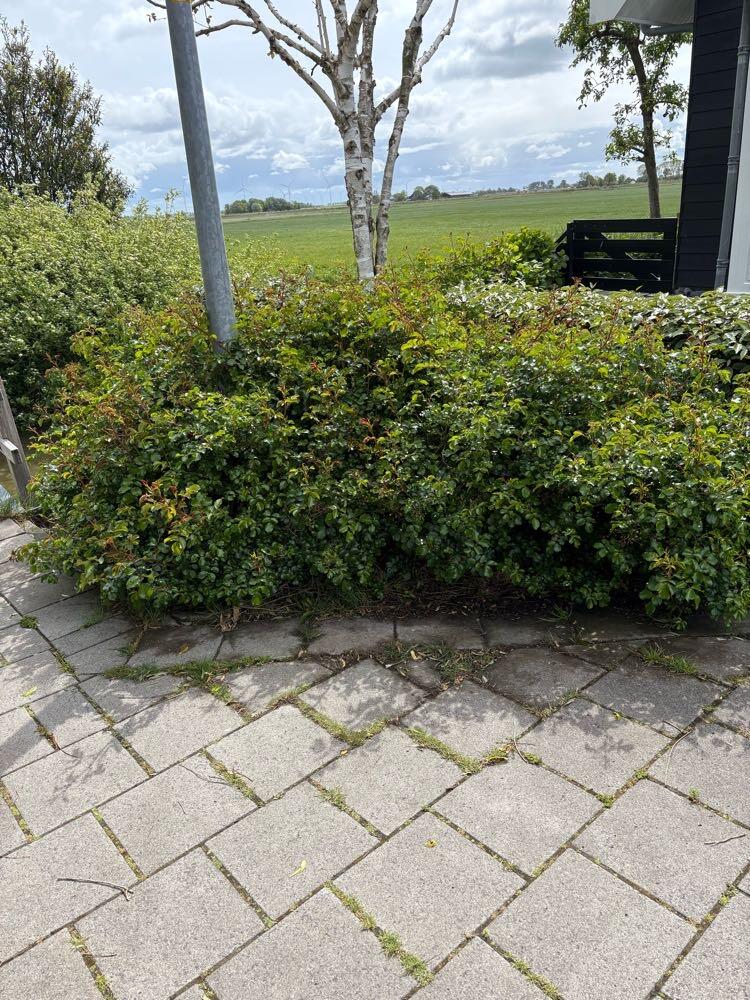 Foto bij melding 5107740 · Openbaar groen