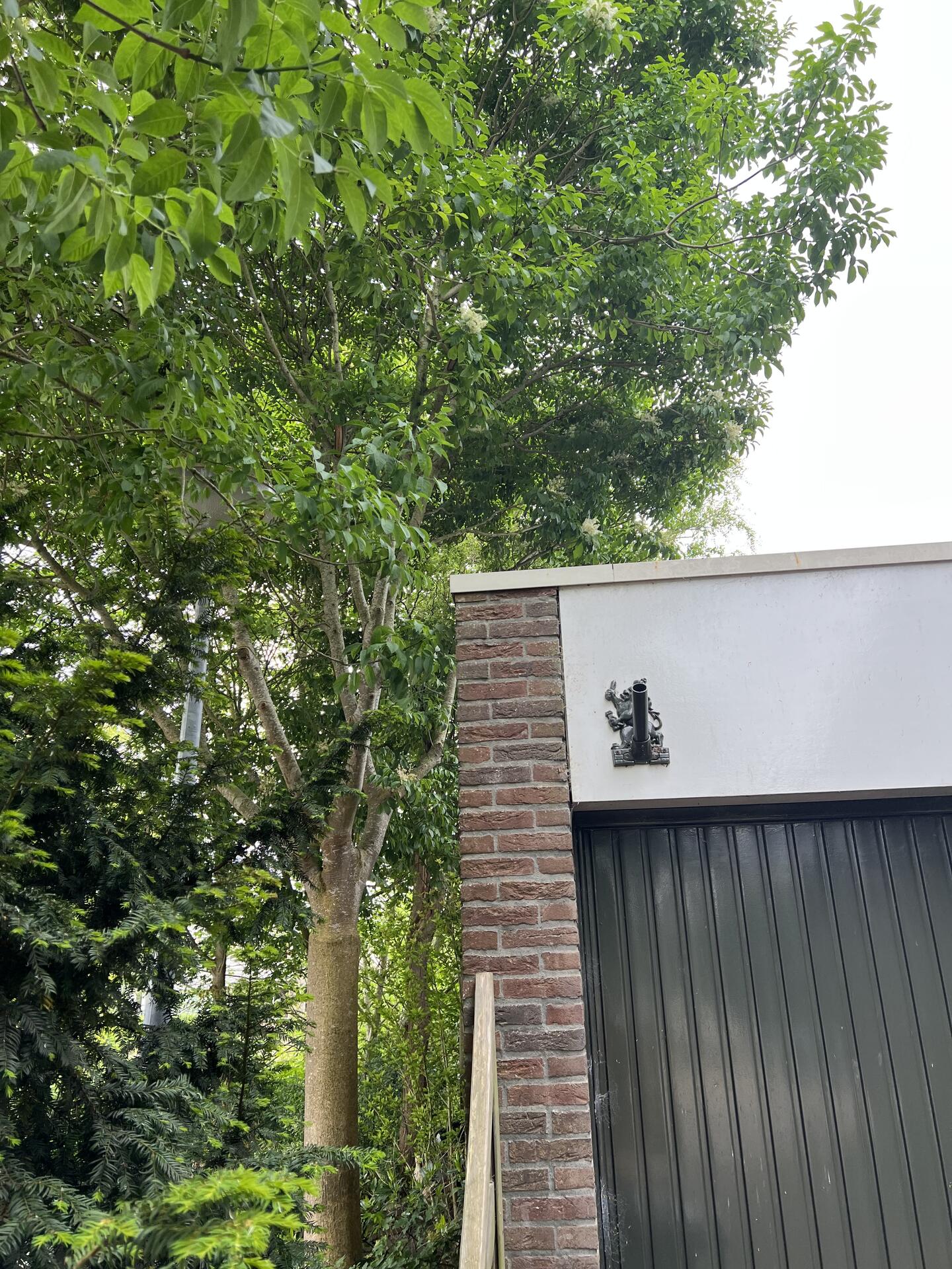 Foto bij melding 5123635 · Openbaar groen