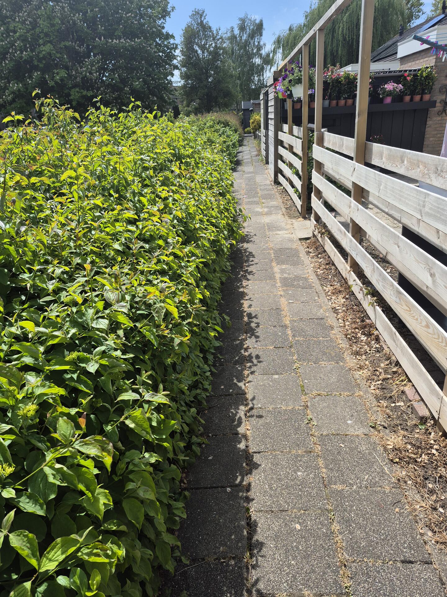 Foto bij melding 5124767 · Openbaar groen