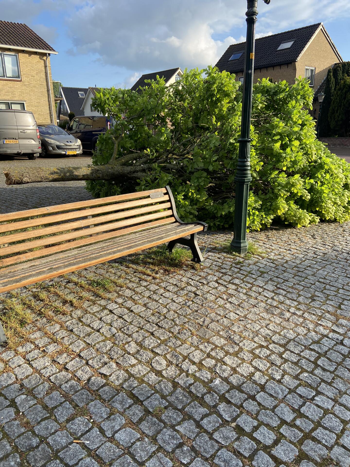 Foto bij melding 5111439 · Openbaar groen