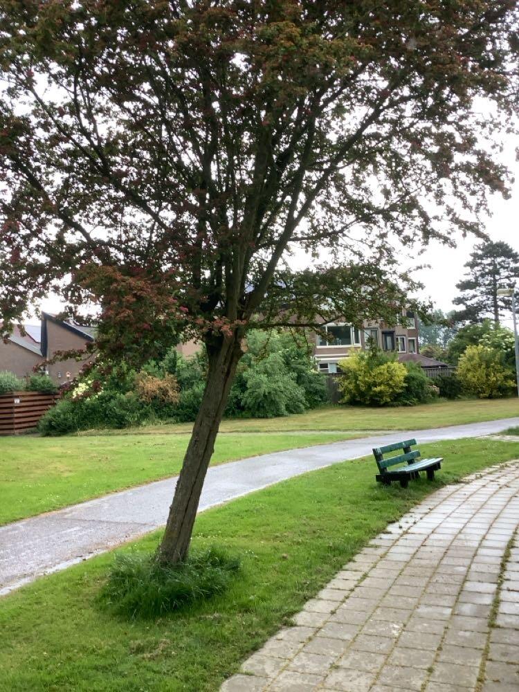 Foto bij melding 5117914 · Groenonderhoud
