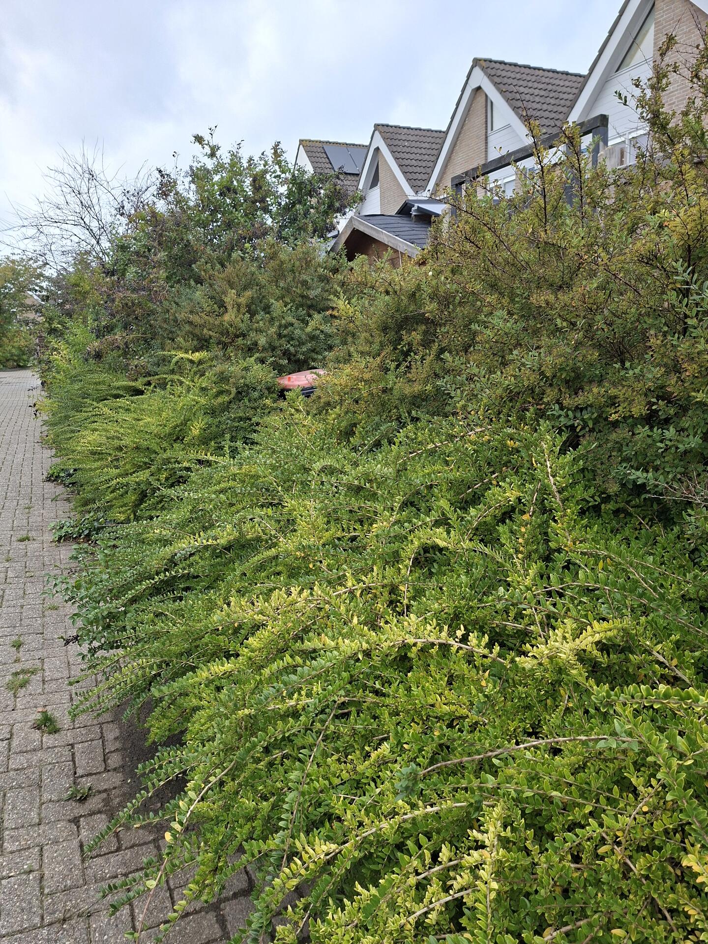 Foto bij melding 5726978 · Groenonderhoud