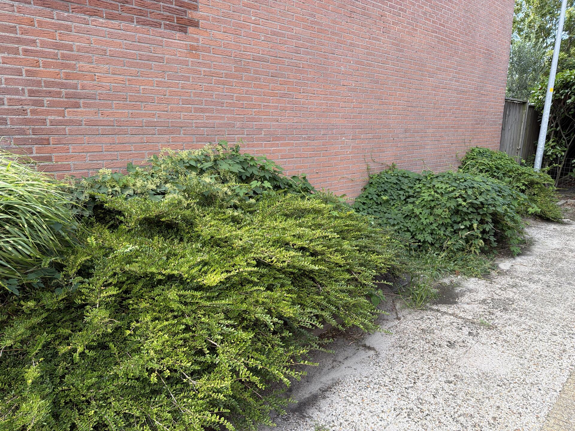 Foto bij melding 5535327 · Groenonderhoud