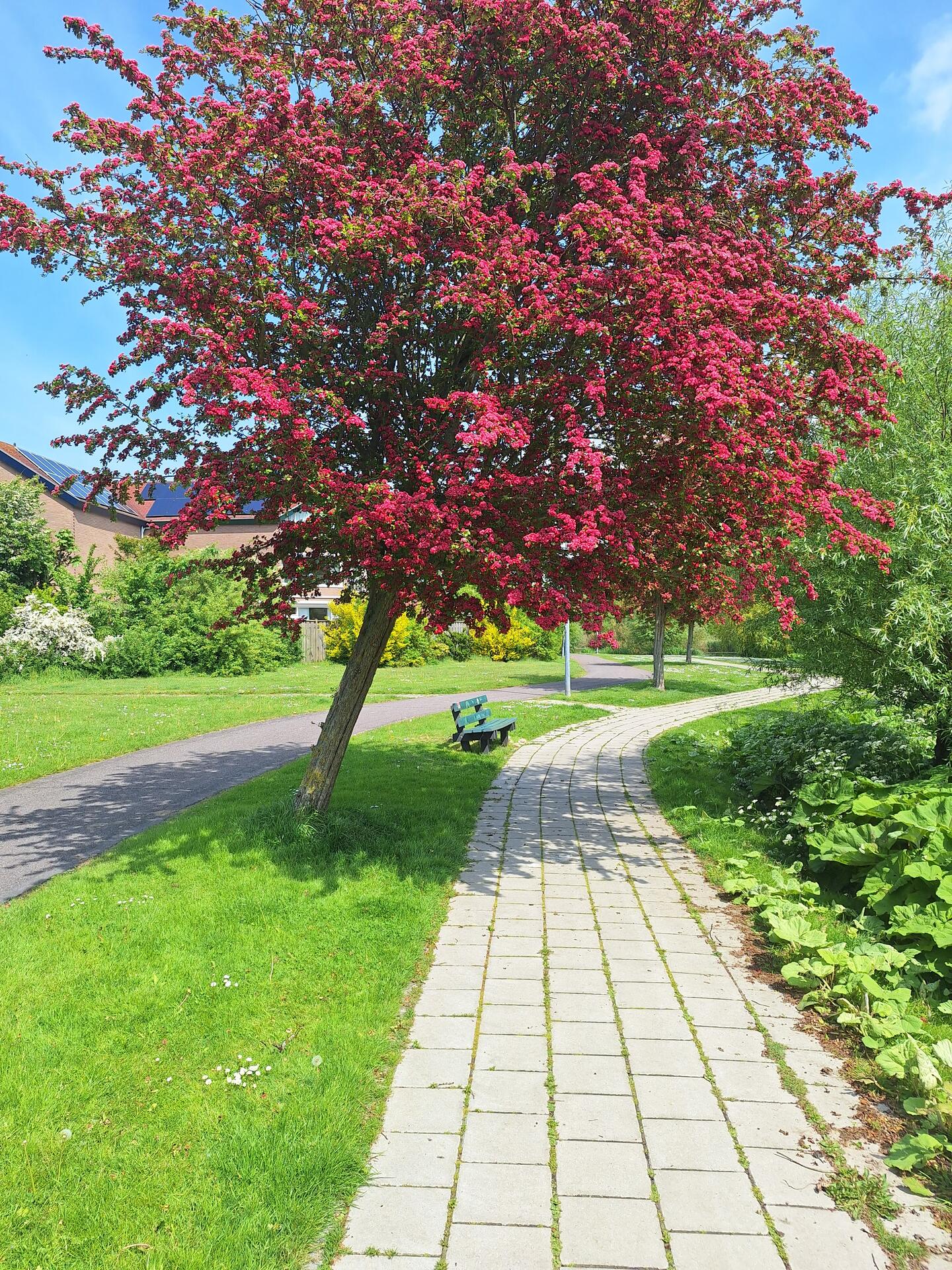 Foto bij melding 5117914 · Groenonderhoud