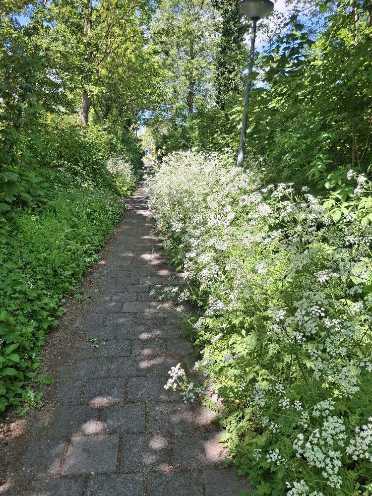 Foto bij melding 5090737 · Openbaar groen