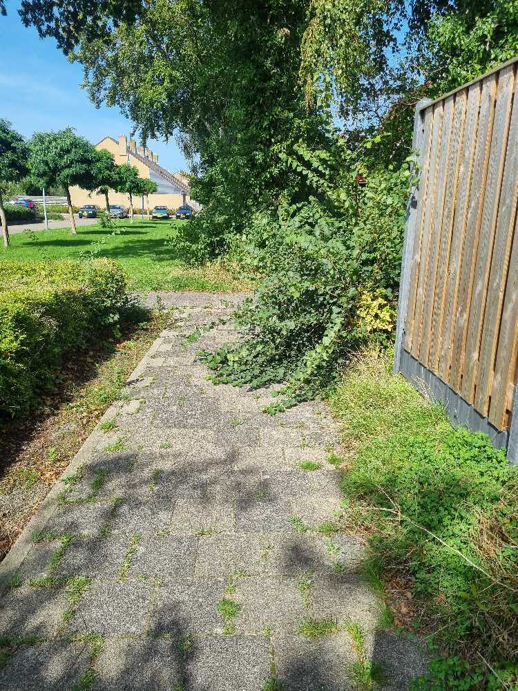 Foto bij melding 5553150 · Openbaar groen