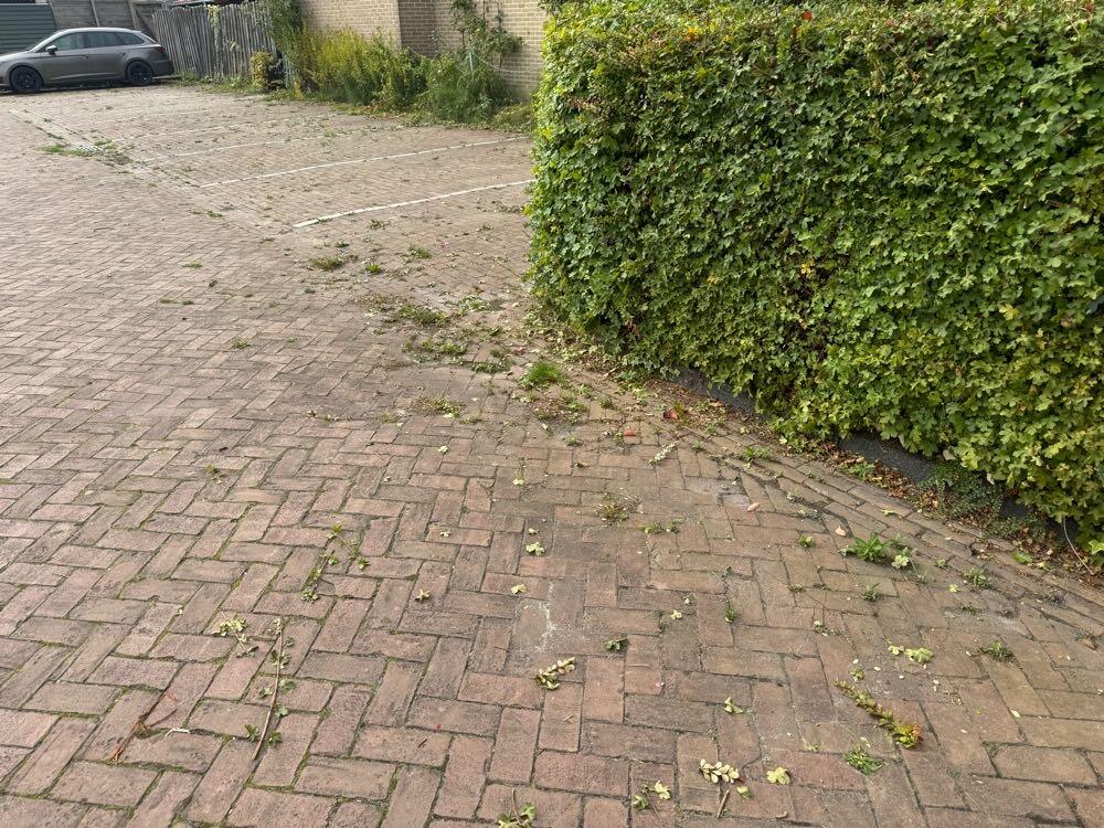 Foto bij melding 5609689 · Openbaar groen