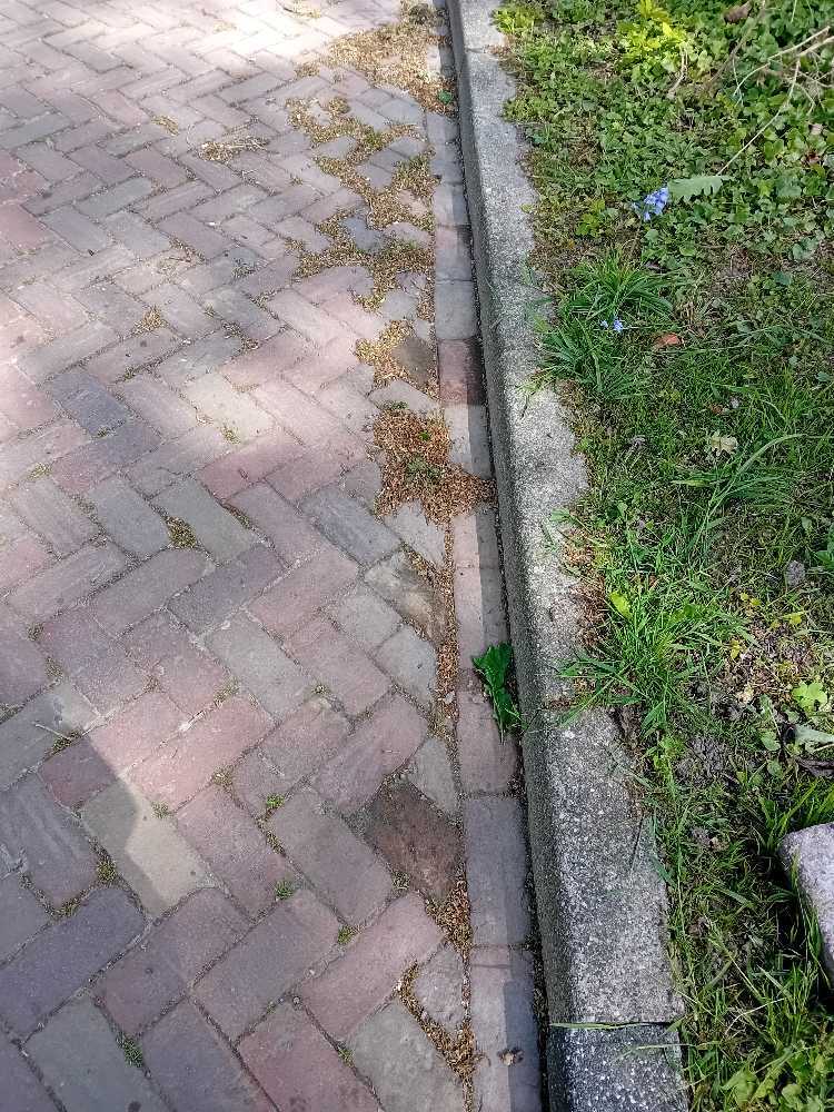 Foto bij melding 5097116 · Openbaar groen