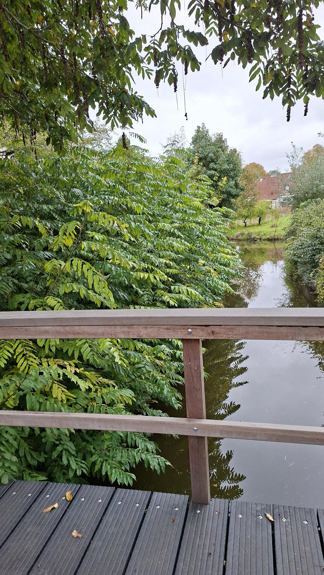 Foto bij melding 5714606 · Openbaar groen